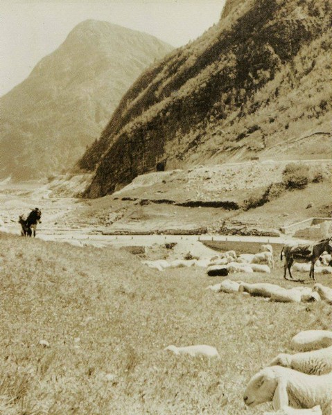 74-Gregge in transumanza Gena Bassa - Valle del Mis inizio anni '60.jpg