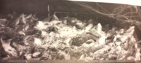 152) Ricca pescata di aragoste..jpg
