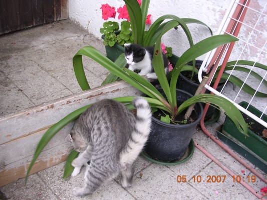 I gemelli Black & White.JPG