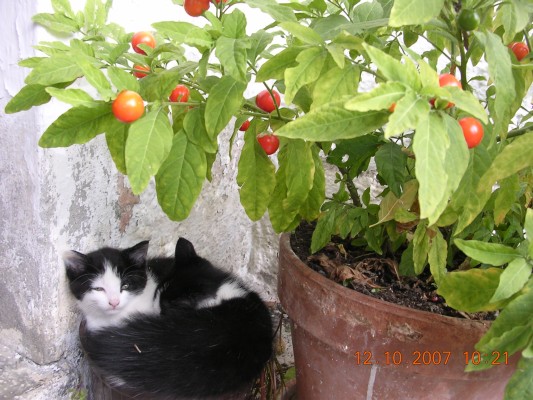 I gemelli Black&White in siesta.JPG