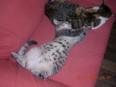 Mamma micia.JPG