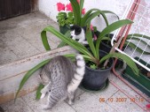 I gemelli Black & White.JPG