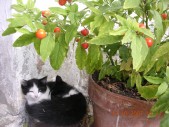 I gemelli Black&White in siesta.JPG