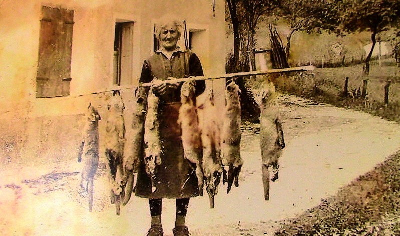 84) ) Decima Balest con un bottino di tto volpi - Anni '50..jpg