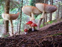 funghi-001.jpg