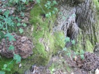 IMG_0380.JPG