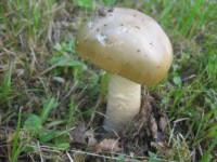 IMG_0476.JPG