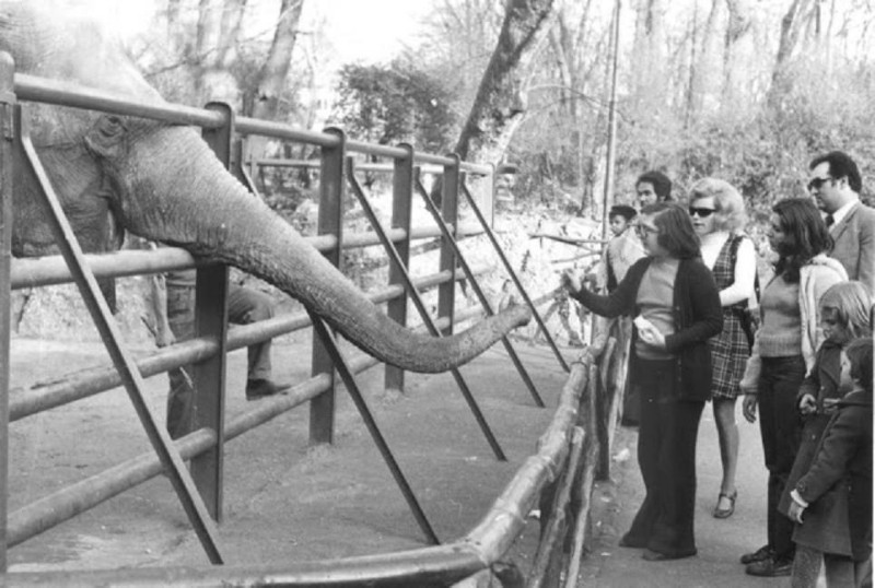 144) la star dello zoo di Milano negli anni 70, si chiamava Bombay) -  Chi non ha mai visto lo Zoo di Milano ai Giardini di Porta Venezia....jpg