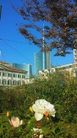 164) Anche il cielo della nostra città è azzurro spesse volte anche se alcuni dicono che a Milano non si vede così meraviglioso .......jpg