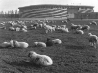 123) Stadio anni '50 - i pastori passavano spesso vicino ai nostri prati e avevano nelle borse portate dagli asini gli agnellini nati durante il tragitto. Fantastico.jpg