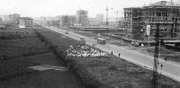 127) Pecore, Palmanova anni '50 - Milano vivibile...il tram Cassano e Vaprio passava in via Padova via Monza piazza Benedetto Marcello capolinea.....jpg