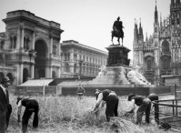 148) A proposito di palme , nel '43 c'era il frumento ..significa snaturare la piazza simbolo di Milano e dell'identità e della tradizione milanese, che è ormai quasi totalmente scomparsa..jpg