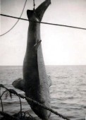 97-Pesce strano pescato dal Genepesca I in Groenlandia.jpg