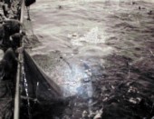 111-Genepesca I pescata Capo di Buona Speranza Aprile '68.jpg