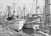 502-Porto Garibaldi . dopo la pesca anni '60.jpg