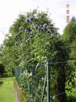 DSCN5373.JPG