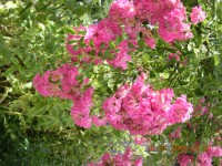 DSCN5383.JPG