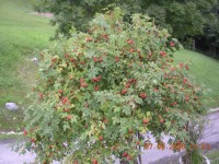 DSCN5828.JPG