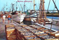 279f2-Cassette di Pesce e Pescherecci a Porto Garibaldi, Ferrara.jpg