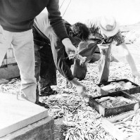 279n-Cernita del pescato su un peschereccio di Portogaribaldi..jpg