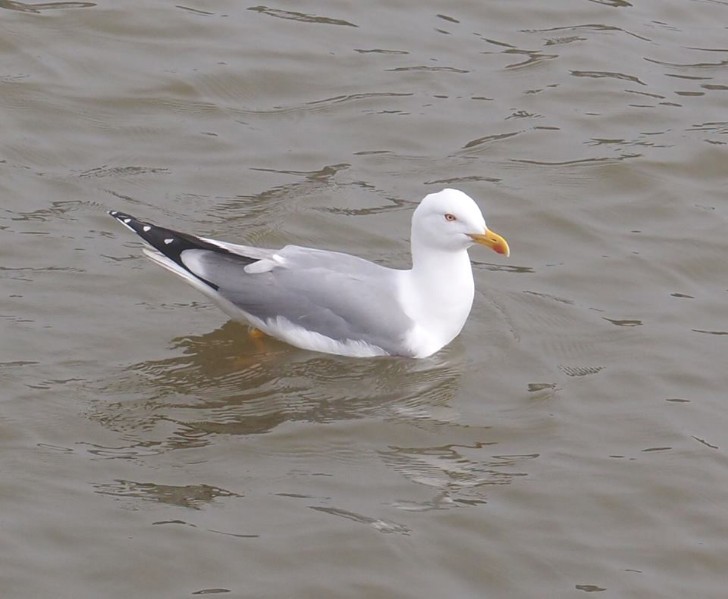Gabbiano nel canale.jpg