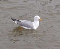 Gabbiano nel canale.jpg