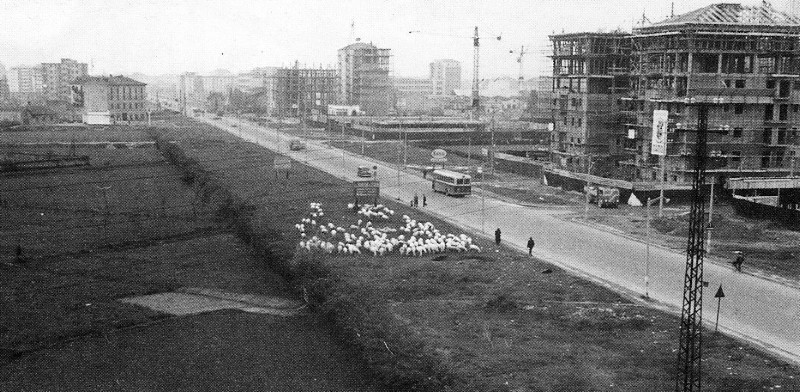 127) Pecore, Palmanova anni '50 - Milano vivibile...il tram Cassano e Vaprio passava in via Padova via Monza piazza Benedetto Marcello capolinea.....jpg